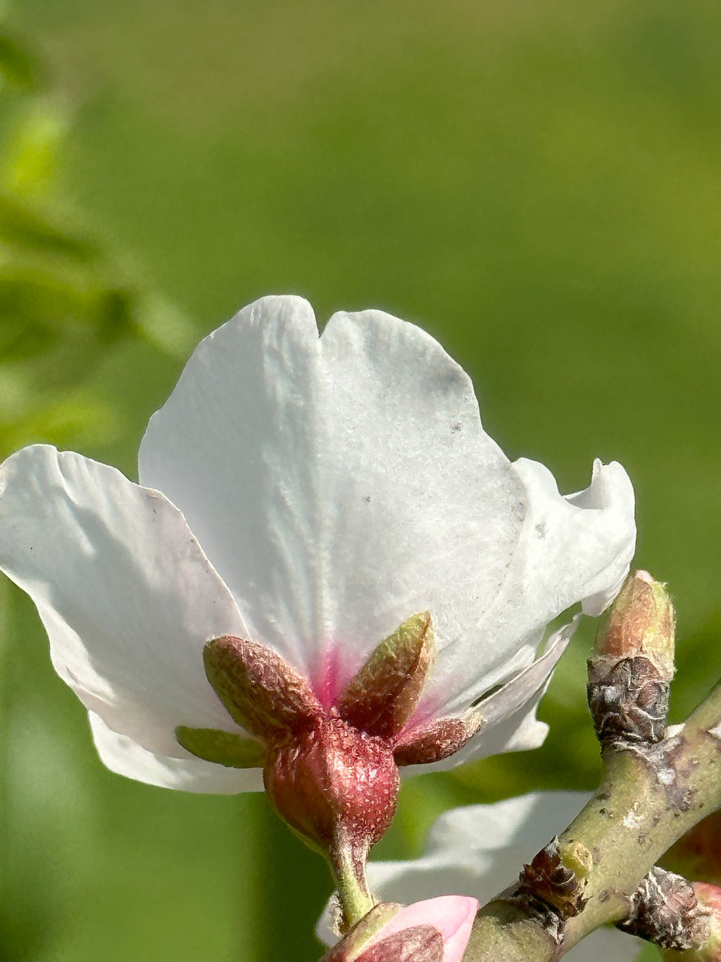 Blossom of Serenity