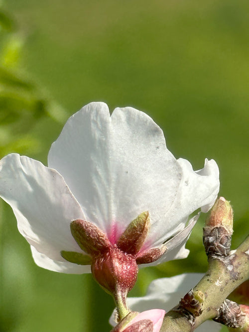 Blossom of Serenity