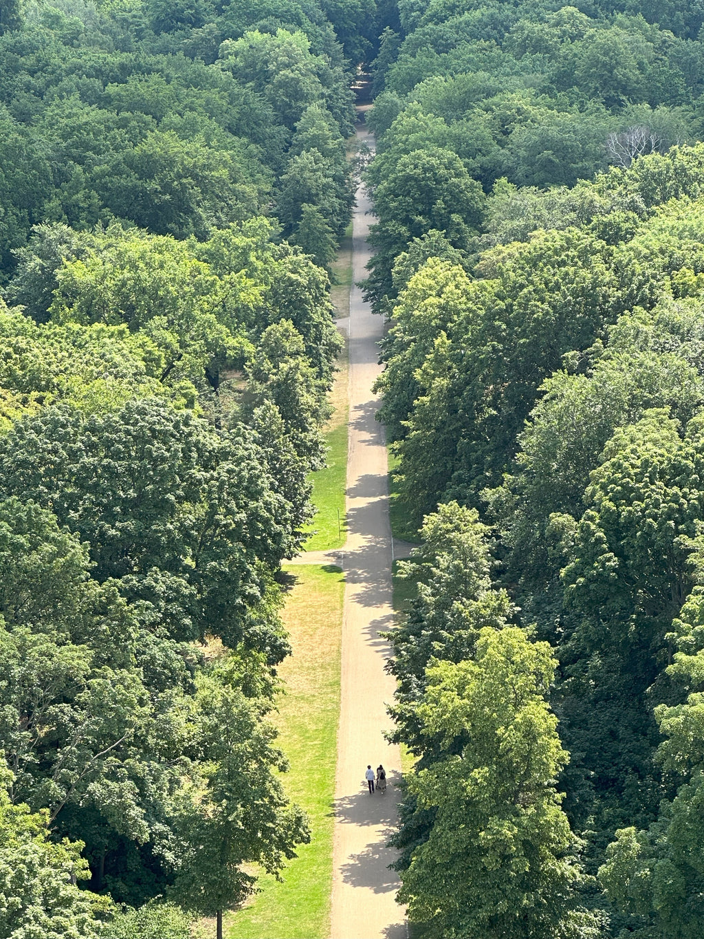 Whispers of the Forest Path